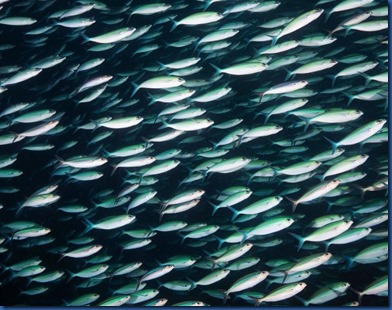 Fish School - sardine