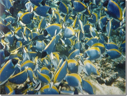 Blue Surgeon fish school