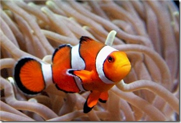 Clown Anemonefish