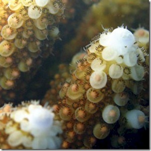 Coral Polyps