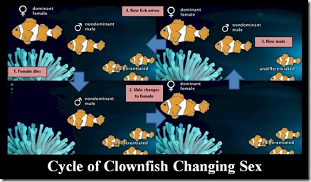 Cycle of Clownfish Changing Sex