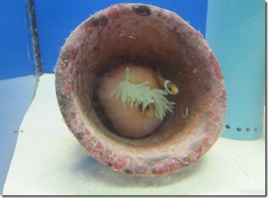 Four Seasons Landaa Giraavaru Marine Discovery Center anemonefish tank