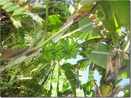 Hudhuranfushi Bananas