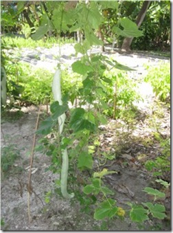 Hudhuranfushi Snake Goat