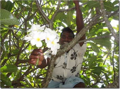 Hudhuranfushi Temple Flower Tree