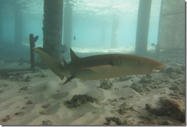 Huvafenfushi - Nurse Shark 2