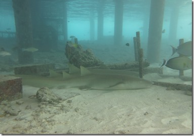 Huvafenfushi - Nurse Shark