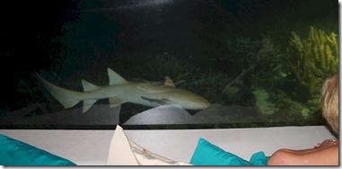Huvfenfushi - nurse shark spa