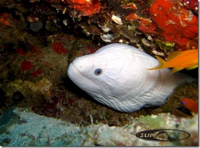 JA Manafaru - albino moray