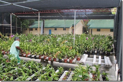 Kanuhura greenhouse