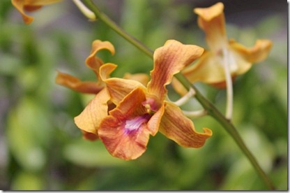 Kanuhura orchid