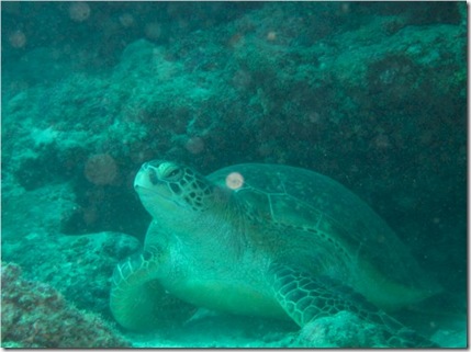 Kuredu Caves turtle