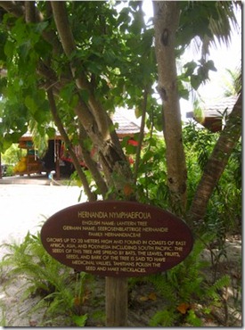 Kuredu tree signs 2