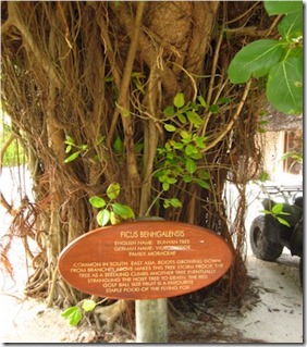 Kuredu tree signs