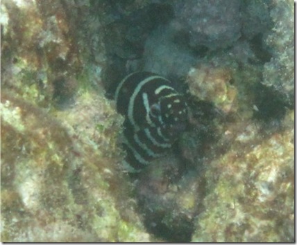 Kurumba zebra moray