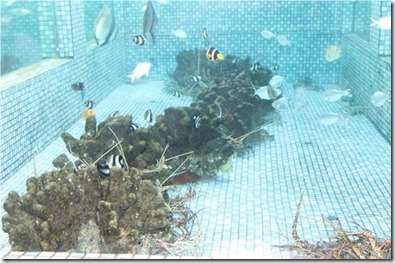 Lily Beach - lobster tank 1