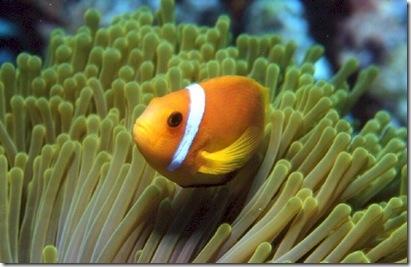 Maldives Clown Fish