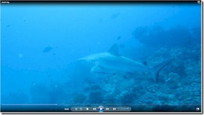 Maldives Shark - Sun Siyam Irufushi