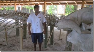 Meeru blue whale skeleton