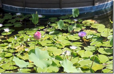 Nika spa water lillies