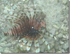 Paradise Island - lion fish