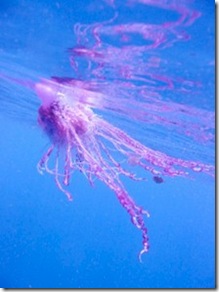 Portugese Man of War