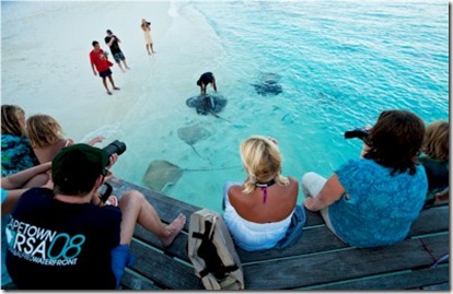 Reethi Beach fish feeding 3