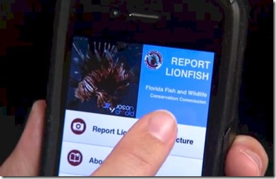 Report Lionfish