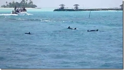 Rihiveli Beach dolphins