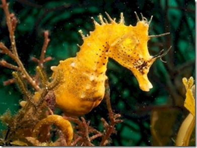 Seahorse