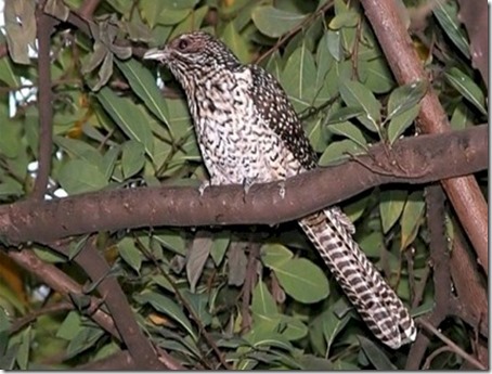 Sun Island Asian Koel