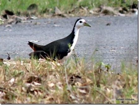 Sun Island White Breasted Waterhen