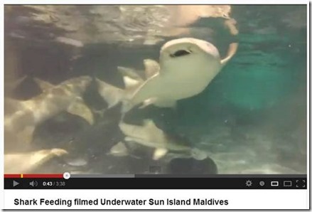 Sun Island shark feeding