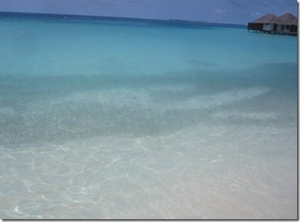 Velassaru fish in lagoon