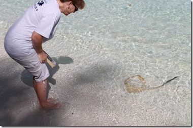 Vlamendhoo sting ray