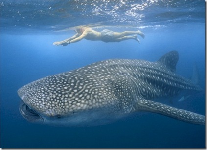 Whale Shark snorkeling