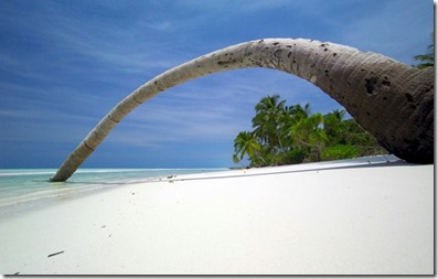 White Shell Beach Inn Maafushi tree arch