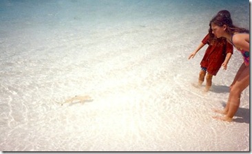 White Tip Reef Shark