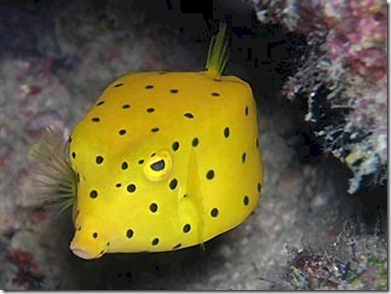 Yellow Boxfish juvenile