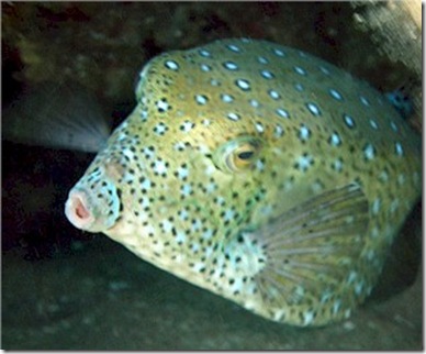 Yellow Boxfish mature