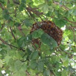 Honey-tree.jpg