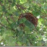 Honey-tree_thumb.jpg