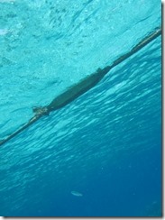 Centara Ras Fushi - snorkel rope