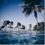 Coco-Prive-Kuda-Hithi-dolphinc-sculptures_thumb.jpg