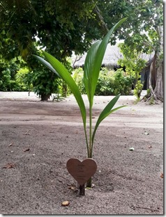 Sun Siyam Irufushi - tree planting 1