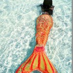 Hulhumale-Rose-in-Wonderland_thumb.jpg