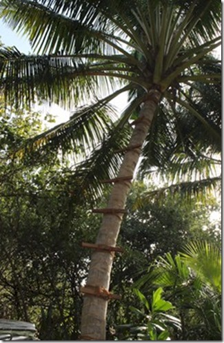 Soneva Fushi - palm wine harvesting