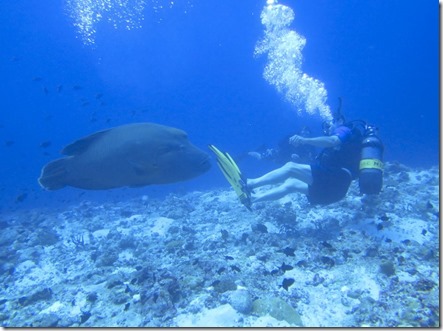 Kandolhu - Napoleon fish diving