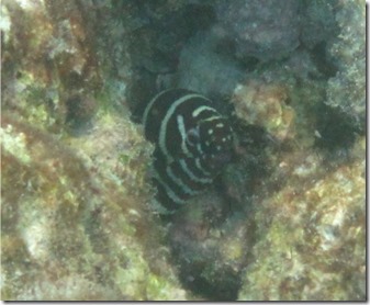 Zebra eel - Kurumba