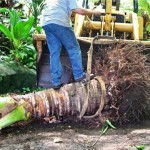 One-and-Only-Reethi-Rah-palm-tree-moving.jpg